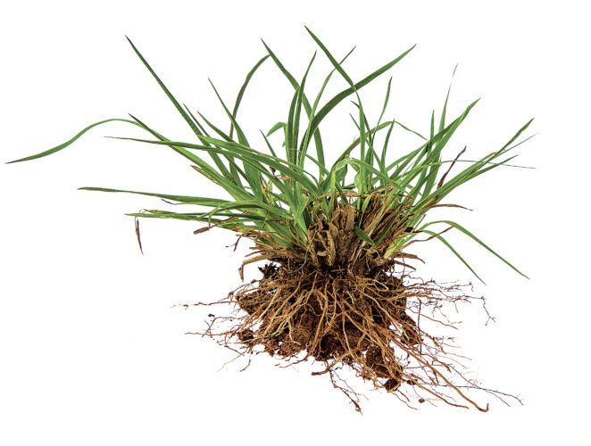 Lee County reminds residents that fertilizer restrictions run from June 1 to Sept. 30